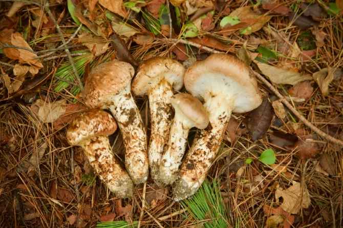 Matsutake Mushroom in forest